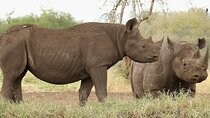Day Tour in Mkomazi National Park