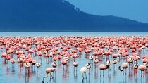 3 Days Birdwatching Safari in Nairobi 