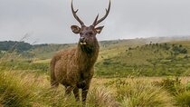 3 Days All Inclusive Kandy Nuwara-Eliya Tour From Colombo 