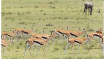 5 Days – Tanzania Choice Safari