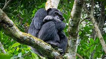 9-Day Private Uganda Wildlife Safari