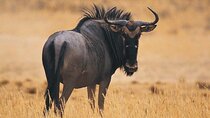 Full Day Hluhluwe Imfolozi Game Reserve From Durban