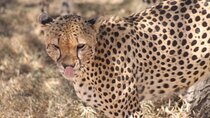 2 Days 1 Night Northern Joining Safari Private Tour