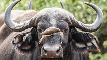Big 5 Safari Tour at Kruger National Park