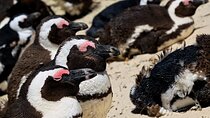 Full Day Private Tour to Boulders Beach from Cape Town