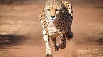 4 Day Group Tour to Maasai Mara and Lake Nakuru by a 4WD Cruiser