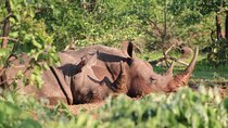Game drive in the Mosi Oa Tunya National Park - Livingstone