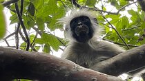 Zanzibar: Prison Island, Tortoise, Jozani Forest Guided Tour