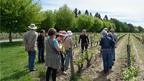 Loire Valley Wines Private Day Tour with Tastings from Tours or Amboise