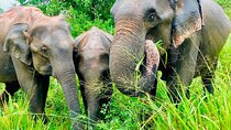 All Inclusive Private Jeep Safari To Minneriya National Park