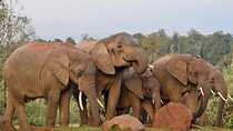 9 Days Best of Kenya Wildlife Safari on a 4WD