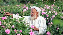 Private Day Tour of Oman's Natural Wonders in Nizwa, Jabel Akhdar