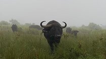 03 days Serengeti and Ngorongoro Crater group (camping)