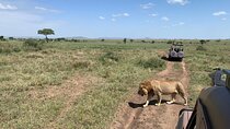 04 Days Tarangire, Serengeti and Ngorongoro crater group (Camping