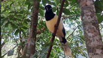 Birding Iguazu Explorer Private Tour