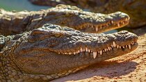 Agadir Crocoparc tickets & Shuttle service 