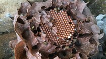 Visit to the World of Bees in Alajuela