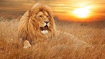 Private - Sunset Big Five Safari Tour in Cape town 