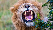 Private Luxury 3 Day Maasai Mara National Reserve Experience