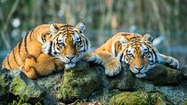 6 Day Golden Triangle Tour with Ranthambore{Delhi Agra Jaipur Ranthambore Tour} 
