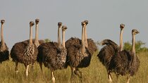 Nairobi City Tour & Coffee Safari 