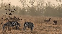 4 Days Great Migration Maasai Mara and Lake Nakuru Safari in Kenya