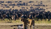 11 Days Guided Group Safari in Kenya And Tanzania