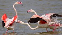 Private Birding & Photography Day Trip to Doñana