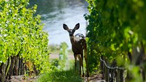Lake Country Wine Tour