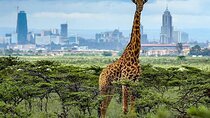 Nairobi National Park half day tour
