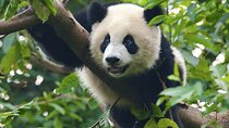China Trip to Beijing, Xi'an, Chengdu, Shanghai & Yangtze Cruise
