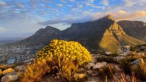 Hiking Lion's Head Sunrise Coffee or Sunset 