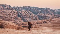 3 Hour Horse Riding Adventure around the Petra Area