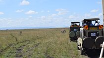 Half Day Tour in Nairobi National park