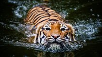 5 Day Golden Triangle with Ranthambore Tigers-Taj Sunrise/Sunset