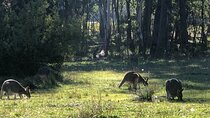 Blue Mountains Day Adventure, Featherdale Wildlife & River Cruise