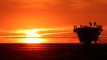 6 hrs Private Tour of Northern Doñana 