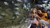 Dubai Aquarium and Underwater Zoo Entrance Ticket