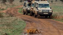 4 Days Serengeti, Ngorongoro and Tarangire Safari
