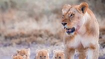 7 Days Private Safari in Tanzania