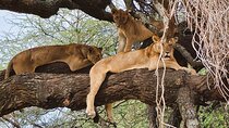From Arusha: Guided 1 Day Trip to Tarangire National Park