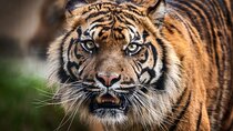 12 Day Royal Rajasthan Tour - Taj Mahal Tigers Lakes & Wildlife