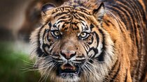 8 Day Golden Triangle Tour with Ranthambore {Taj , Tigers & More}