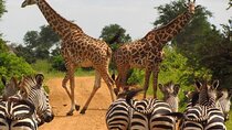 Giraffe Center and Nairobi National Park Tour