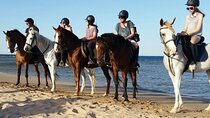One Hour Camel or Horse Ride with Hotel Pickup From Hurghada