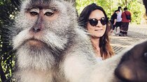 Ubud Private Tour Driver in One Day