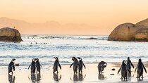 Cape Peninsula & Boulders Beach Day Trip from Cape Town