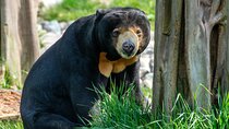 Day Trip Sepilok Orang Utan & Bornean Sun Bear (Flight Excluded)