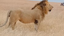 Private 6-Days Tour Exploring in Amboseli & Nakuru National Park