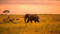 Tarangire Budget Full Day Tour from Arusha